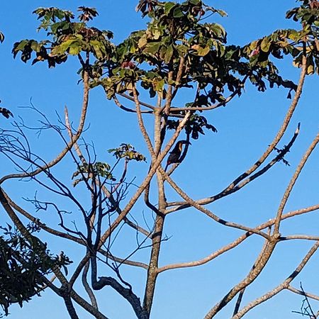 Chalé na montanha em meio a natureza Florianópolis Esterno foto