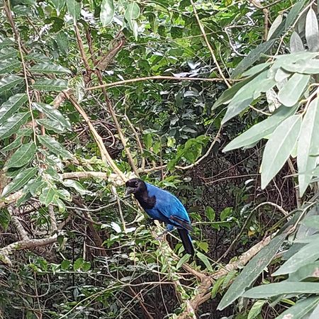 Chalé na montanha em meio a natureza Florianópolis Esterno foto