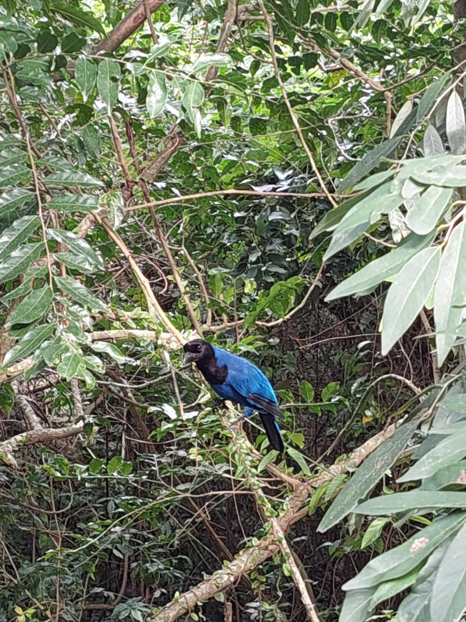 Chalé na montanha em meio a natureza Florianópolis Esterno foto