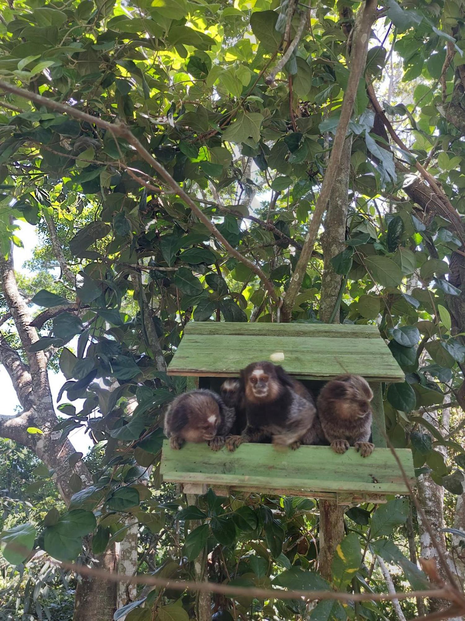 Chalé na montanha em meio a natureza Florianópolis Esterno foto